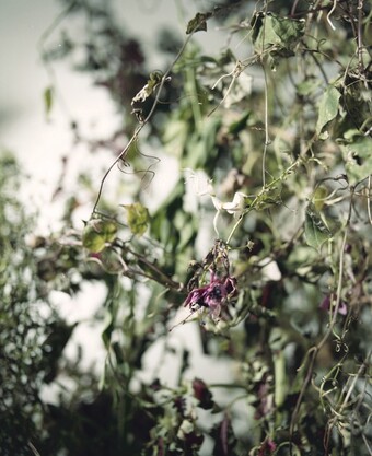 Joachim Koester (*1962), Flower Mantis (2), 2015, Hamburger Kunsthalle, erworben mit Mitteln der New Carlsberg Foundation 2023 © Joachim Koester